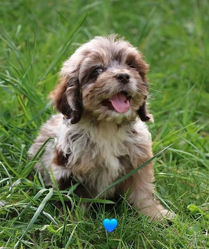 kunterbunte Cockapoo Welpen Pudel