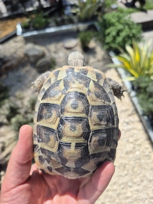 Griechische Landschildkröte Jungtier