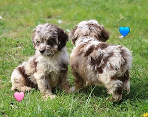 kunterbunte Cockapoo Welpen