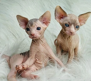 Sphynx-Kätzchen, 2 Rüden, 2 Hündinnen, verfügbar  Bild 2
