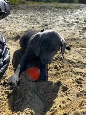 Labmaraner (Labrador x Weimaraner) 10 Wochen