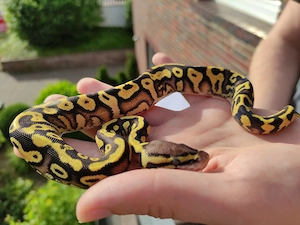 Königspython, Python regius; Verschiedene Farbzuchten; aus eigener Nachzucht