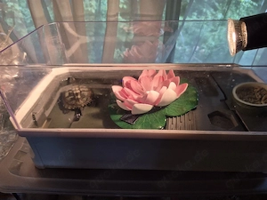 mauremys mutica Wasserschildkröte 