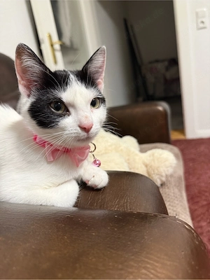 katze zu verkaufen