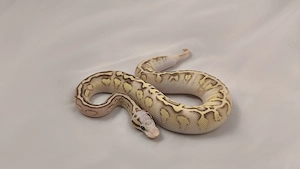 Königspython, Python regius; Verschiedene Farbzuchten; aus eigener Nachzucht Bild 2