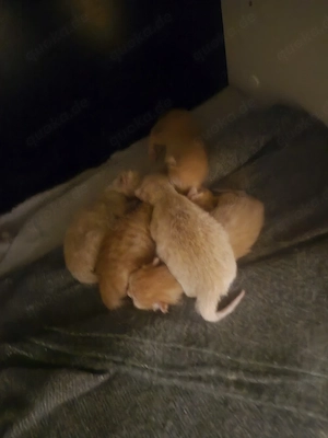 katzen babys 