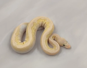 Königspython, Python regius; Verschiedene Farbzuchten; aus eigener Nachzucht Bild 3