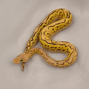 Königspython, Python regius; Verschiedene Farbzuchten; aus eigener Nachzucht Bild 4