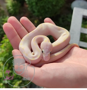 Königspython, Python regius; Verschiedene Farbzuchten; aus eigener Nachzucht Bild 6