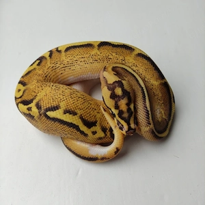 Königspython, Python regius; Verschiedene Farbzuchten; aus eigener Nachzucht Bild 5