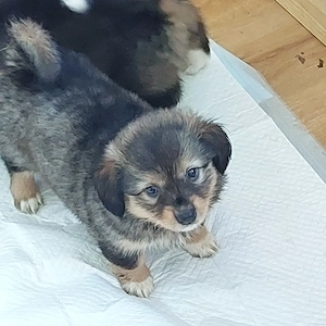Welpe in 2 Wochen  abgabebereit