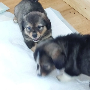 Welpe in 2 Wochen  abgabebereit