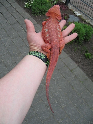 Bartagame Bock - Red Hypo Blue Tiger Nachzucht Nr.2 - handzahm - Farbbartagame Bild 7