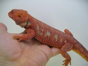 Bartagame Bock - Red Hypo Blue Tiger Nachzucht Nr.2 - handzahm - Farbbartagame Bild 2
