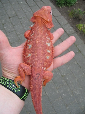 Bartagame Bock - Red Hypo Blue Tiger Nachzucht Nr.2 - handzahm - Farbbartagame Bild 6
