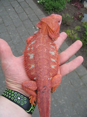 Bartagame Bock - Red Hypo Blue Tiger Nachzucht Nr.2 - handzahm - Farbbartagame