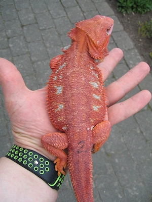 Bartagame Bock - Red Hypo Blue Tiger Nachzucht Nr.2 - handzahm - Farbbartagame Bild 5
