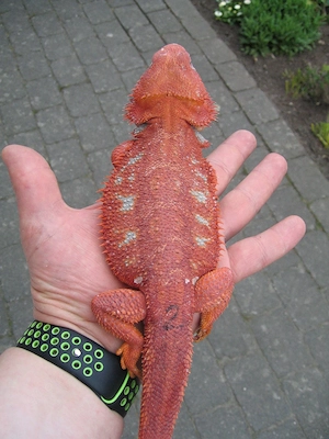 Bartagame Bock - Red Hypo Blue Tiger Nachzucht Nr.2 - handzahm - Farbbartagame Bild 10