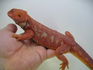 Bartagame Bock - Red Hypo Blue Tiger Nachzucht Nr.2 - handzahm - Farbbartagame Bild 9
