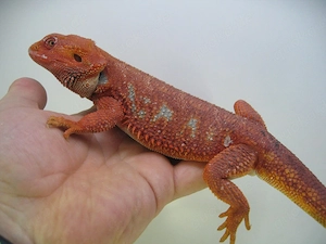 Bartagame Bock - Red Hypo Blue Tiger Nachzucht Nr.2 - handzahm - Farbbartagame Bild 8