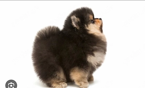 Suche Black Choco tan Rüden im bärchen typ 