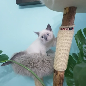 Sehr hübsche Britisch Kurzhaar - Happy Colour Point Kitten mit blauen Augen Bild 4