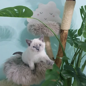Sehr hübsche Britisch Kurzhaar - Happy Colour Point Kitten mit blauen Augen Bild 2