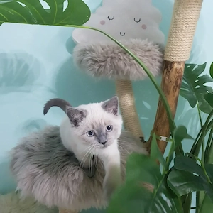 Sehr hübsche Britisch Kurzhaar - Happy Colour Point Kitten mit blauen Augen Bild 3
