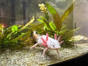 Axolotl in Weiß 