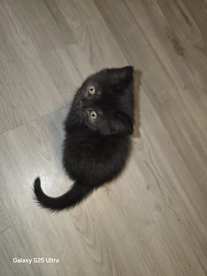 BKH Kitten 