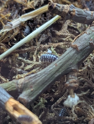 Zebra-Asseln