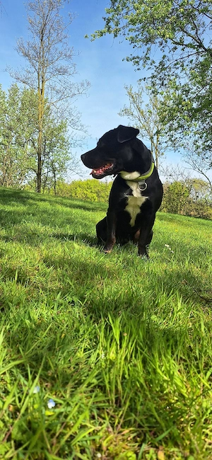 Gut Erzogener Hund sucht ein neues Zuhause Drei Jahre alt 