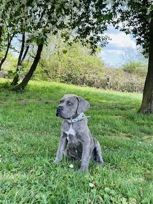 Hier eine Welpe mixt Cane Corso x Presa Canario sucht eine neue Familie 