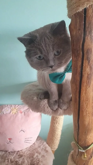 Deckkater Simba wartet auf seine Prinzessin Bild 3