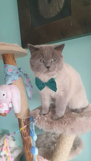 Deckkater Simba wartet auf seine Prinzessin Bild 2
