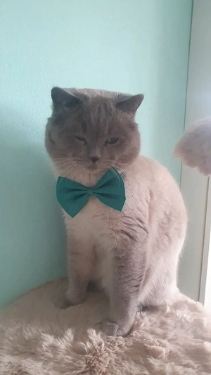 Deckkater Simba wartet auf seine Prinzessin Bild 4
