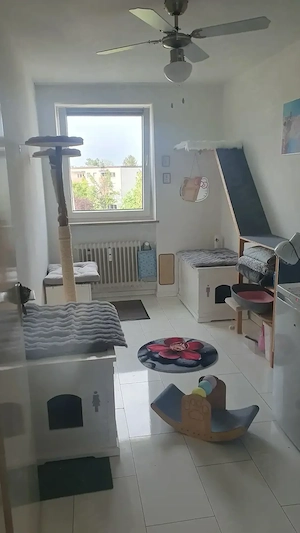 Deckkater Simba wartet auf seine Prinzessin Bild 5
