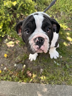 Old English Bulldog Welpe