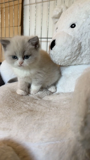 Britsche Katzen