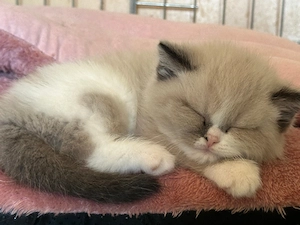 Britsche Katzen