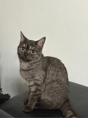 britisch Kurzhaar Katze