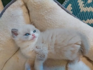Britsche Katzen