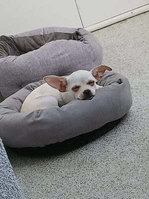 chihuahua 