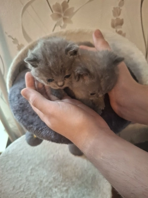 bkh reinrassige kitten Mädchen