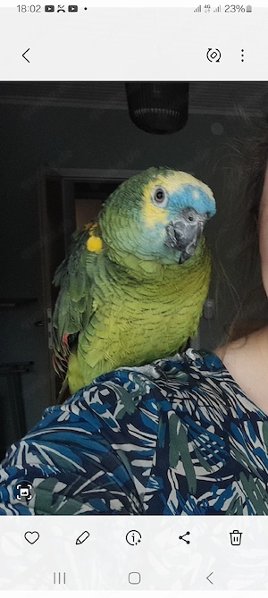 blaustirnamazonen pärchen