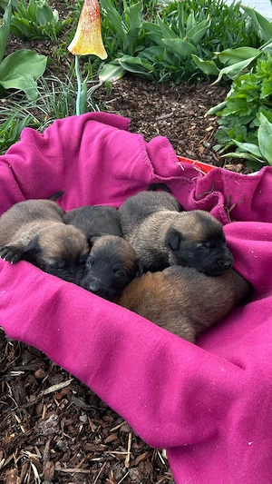 Belgische Schäferhundwelpen Malinois 