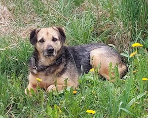 Sara (geb. ca. 2021) auf Pflegestelle 92364 Deining sucht eine Familie