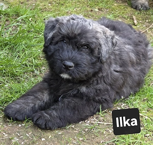 Bouvier des Flandres Welpen abzugeben.  Bild 3