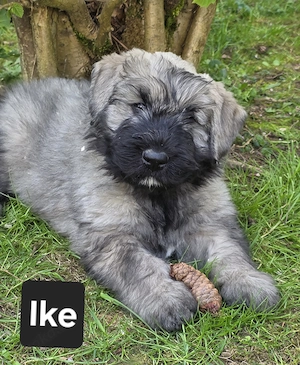 Bouvier des Flandres Welpen abzugeben.  Bild 4