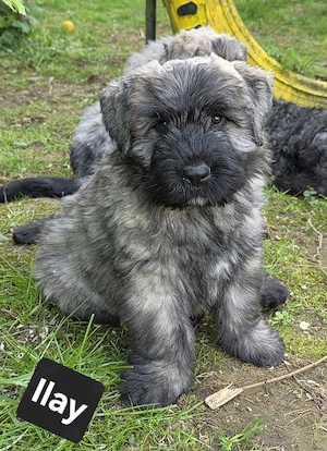 Bouvier des Flandres Welpen abzugeben. 